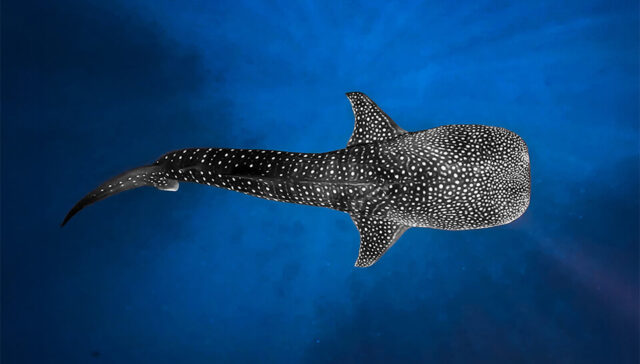 A snorkeler swimming next to a massive whale shark in the clear blue water during a Maldives Whale Shark Watching Tour. Maldives Speedboat Transfer at Aqua Quest