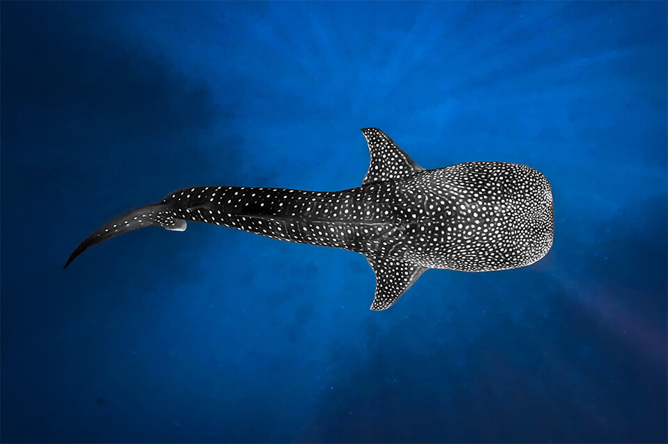 A snorkeler swimming next to a massive whale shark in the clear blue water during a Maldives Whale Shark Watching Tour. Maldives Speedboat Transfer at Aqua Quest
