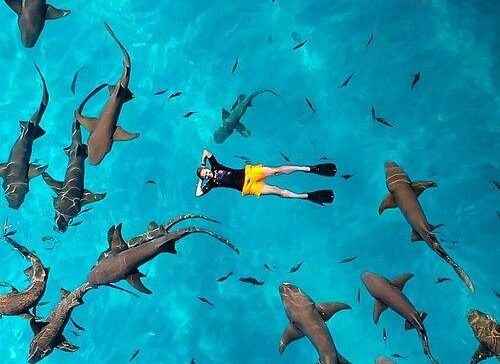 Shark Point Snorkeling Maldives tour with reef shark encounters during Eid 2026.